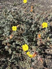 Camissoniopsis cheiranthifolia