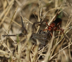 Tachypompilus ferrugineus