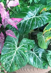 Philodendron gloriosum