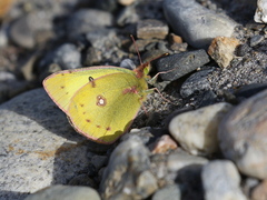 Colias eurytheme