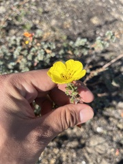 Camissoniopsis cheiranthifolia