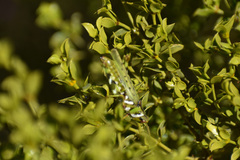 Bootettix argentatus