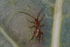 Meteorus pulchricornis