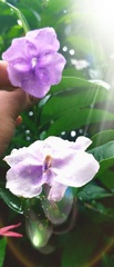 Brunfelsia pauciflora