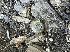 Oxychilus draparnaudi