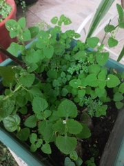 Chaenostoma cordatum