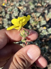 Camissoniopsis cheiranthifolia