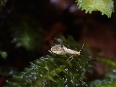 Sabatinca chalcophanes