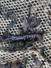 Procambarus versutus