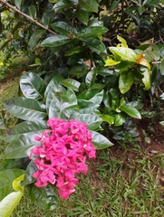 Ixora chinensis
