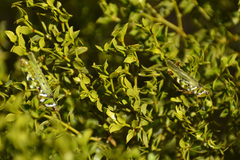 Bootettix argentatus