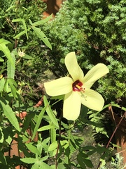 Abelmoschus esculentus