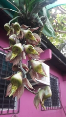 Catasetum maculatum