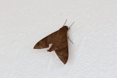 Pachylioides resumens