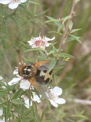 Microtropesa sinuata