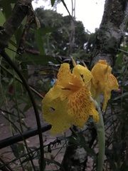 Canna × generalis