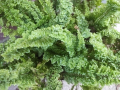 Nephrolepis exaltata