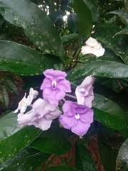 Brunfelsia pauciflora