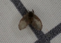 Clogmia albipunctata