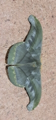 Arsenurinae