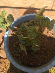 Peperomia argyreia
