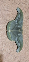 Arsenurinae