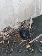 Kinosternon leucostomum