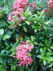 Ixora