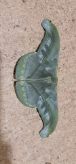 Arsenurinae