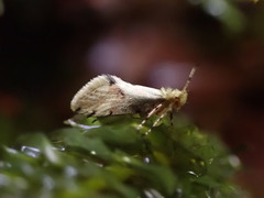 Sabatinca chalcophanes
