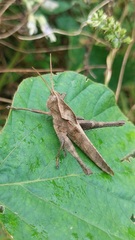 Xyleus discoideus rosulentus