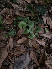 Centella asiatica
