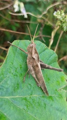 Xyleus discoideus rosulentus