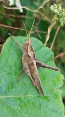 Xyleus discoideus rosulentus