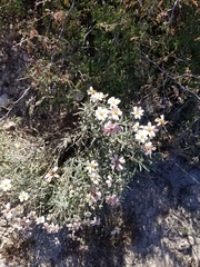 Melampodium leucanthum