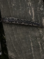 Philomycus carolinianus