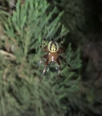 Araneus guttatus