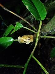 Dendropsophus microcephalus