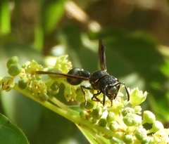 Zethus nigricornis