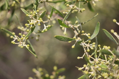 Acacia ixiophylla