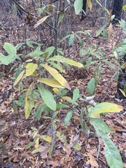 Quercus hemisphaerica