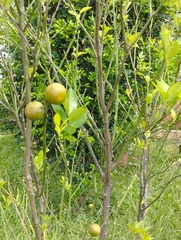 Citrus