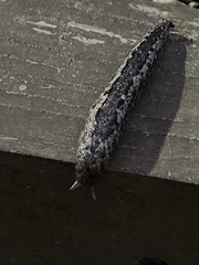 Philomycus carolinianus