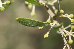 Acacia ixiophylla