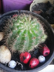 Trichocereeae