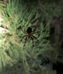 Araneus guttatus