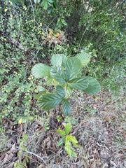Rubus hispidus