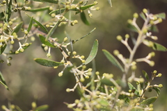 Acacia ixiophylla