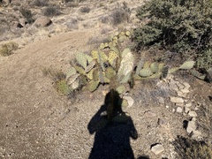 Opuntia gilvescens