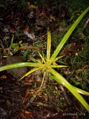 Cyperus odoratus
